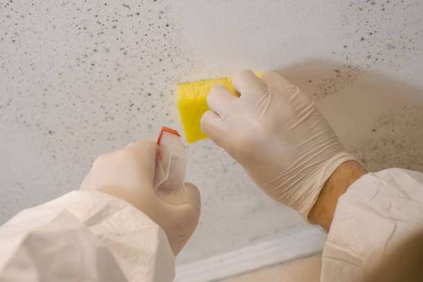 Best Mold Odor Removal Services  in Red Springs, NC